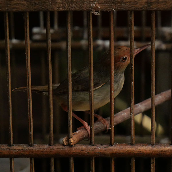 Ashy Tailorbird - Cinenen Kelabu