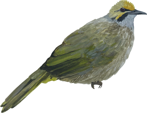 bird divider straw headed bulbul